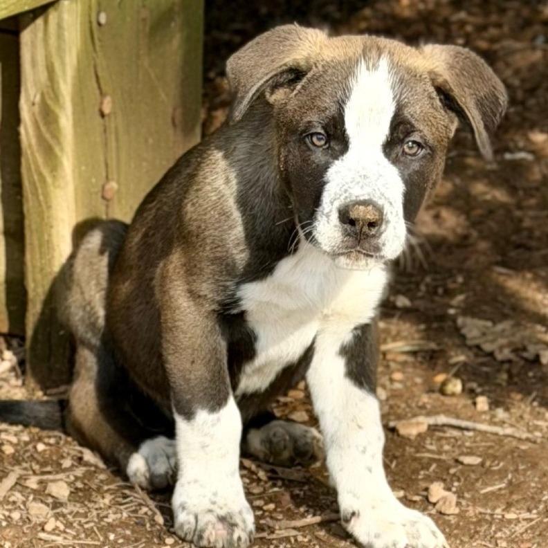 Enlarge Bear, a Adoptable mixed breed in Silver Spring, MD image 2/4