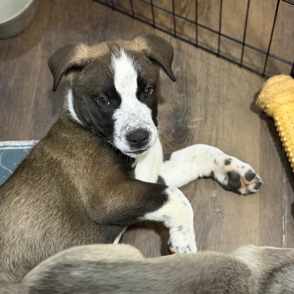 Enlarge Bear, a Adoptable mixed breed in Silver Spring, MD image 3/4