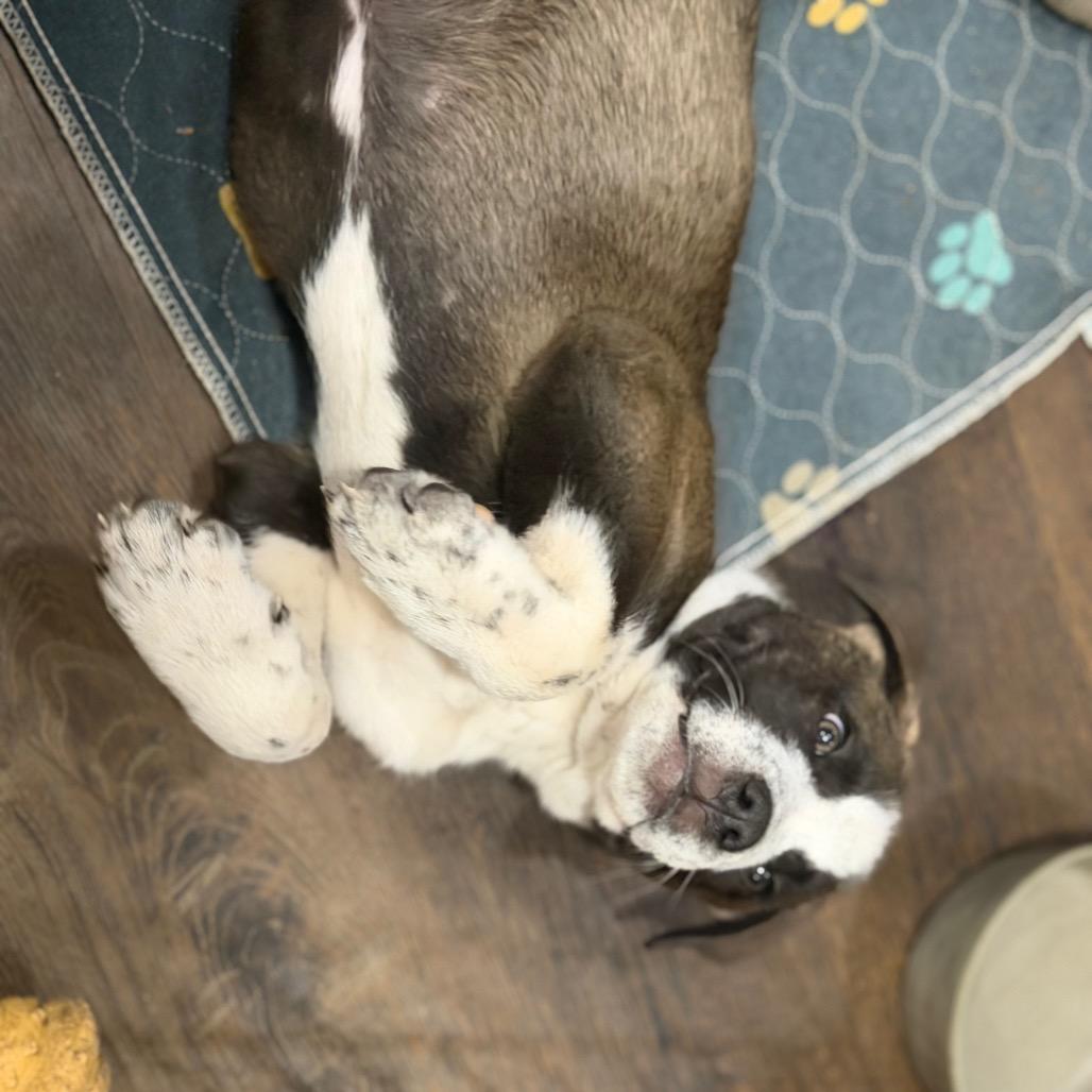 Enlarge Bear, a Adoptable mixed breed in Silver Spring, MD image 4/4