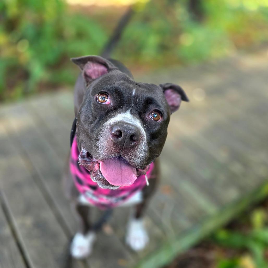 Enlarge Mila, a Adoptable Mixed Breed in Clearwater, FL image 1/6