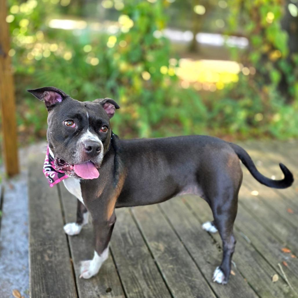 Enlarge Mila, a Adoptable Mixed Breed in Clearwater, FL image 3/6