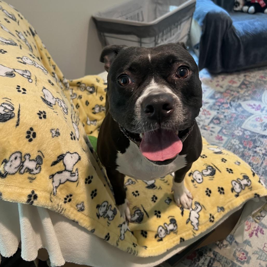 Enlarge Mila, a Adoptable Mixed Breed in Clearwater, FL image 4/6