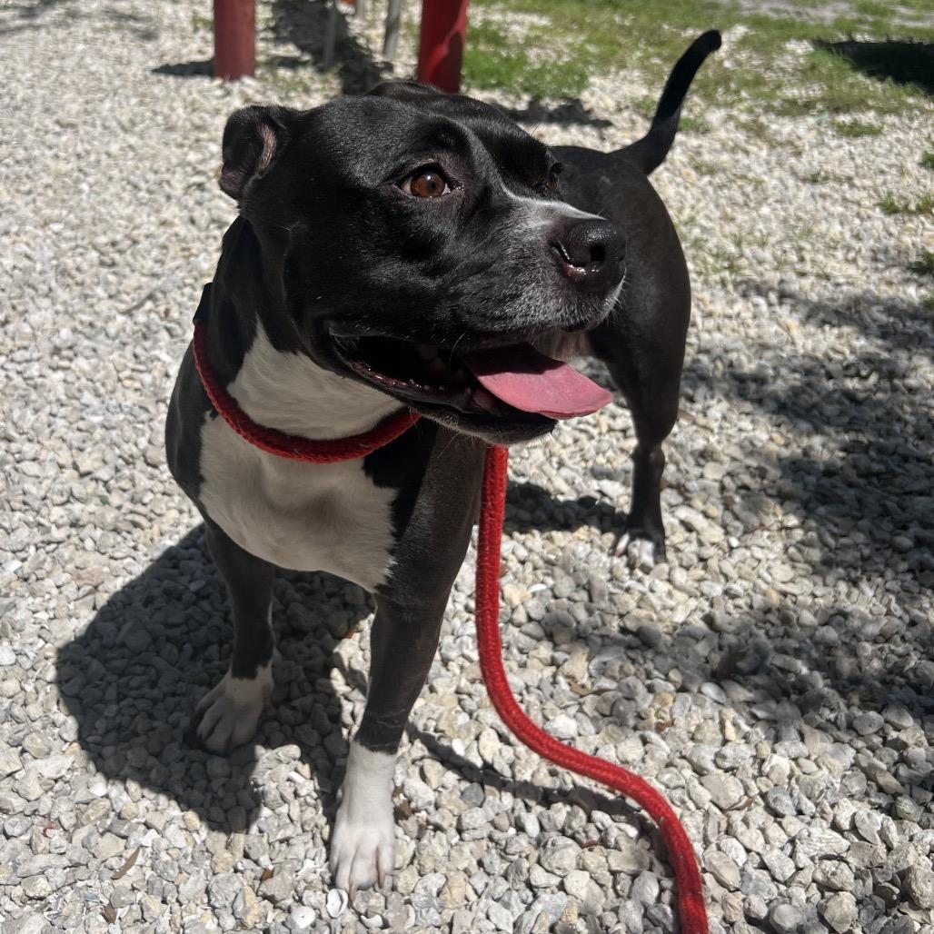 Enlarge Mila, a Adoptable Mixed Breed in Clearwater, FL image 5/6