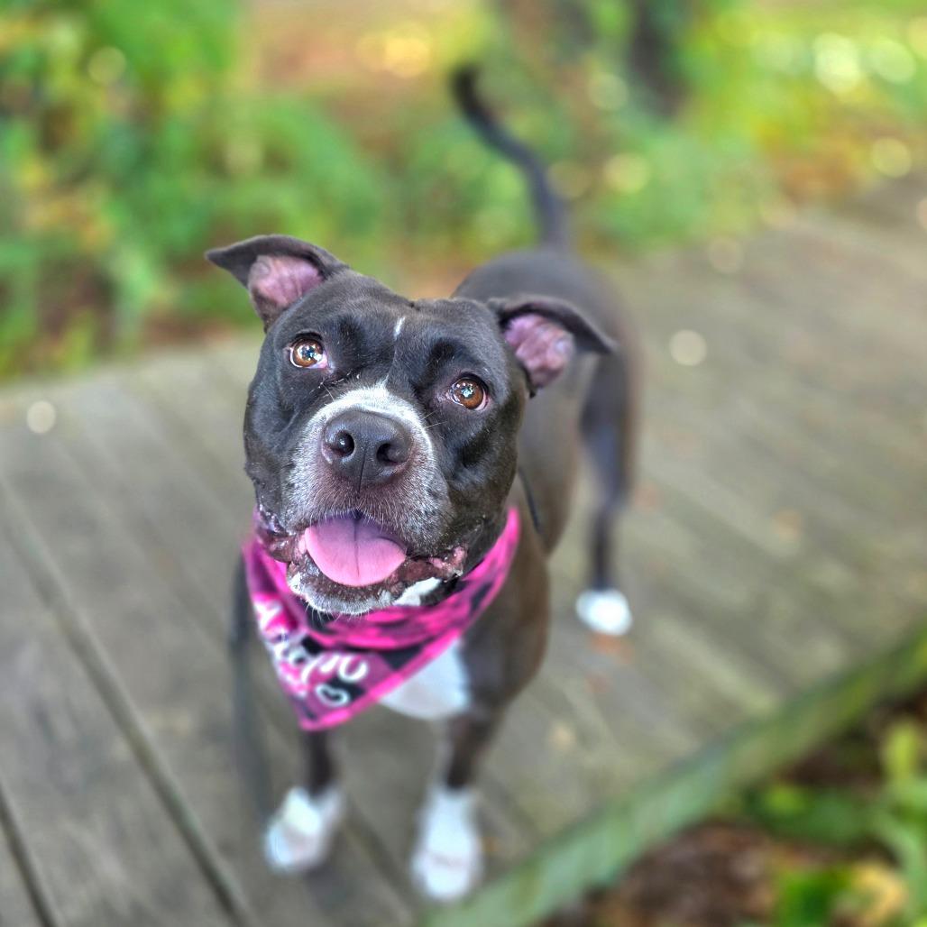 Enlarge Mila, a Adoptable Mixed Breed in Clearwater, FL image 6/6