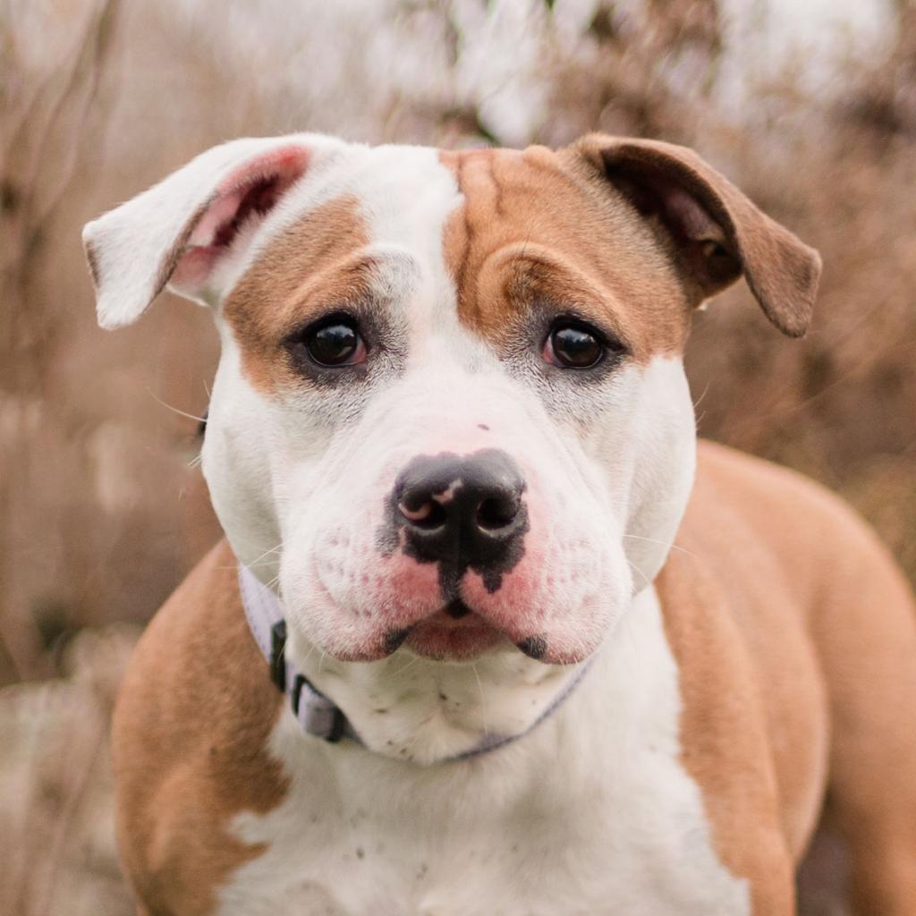 Kay, Adoptable, Adult Female Mixed Breed.