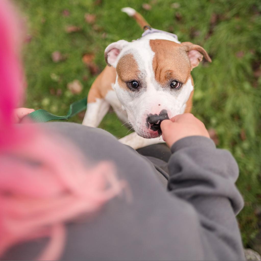 Kay, a Adoptable Mixed Breed in Middletown, RI image 2/4