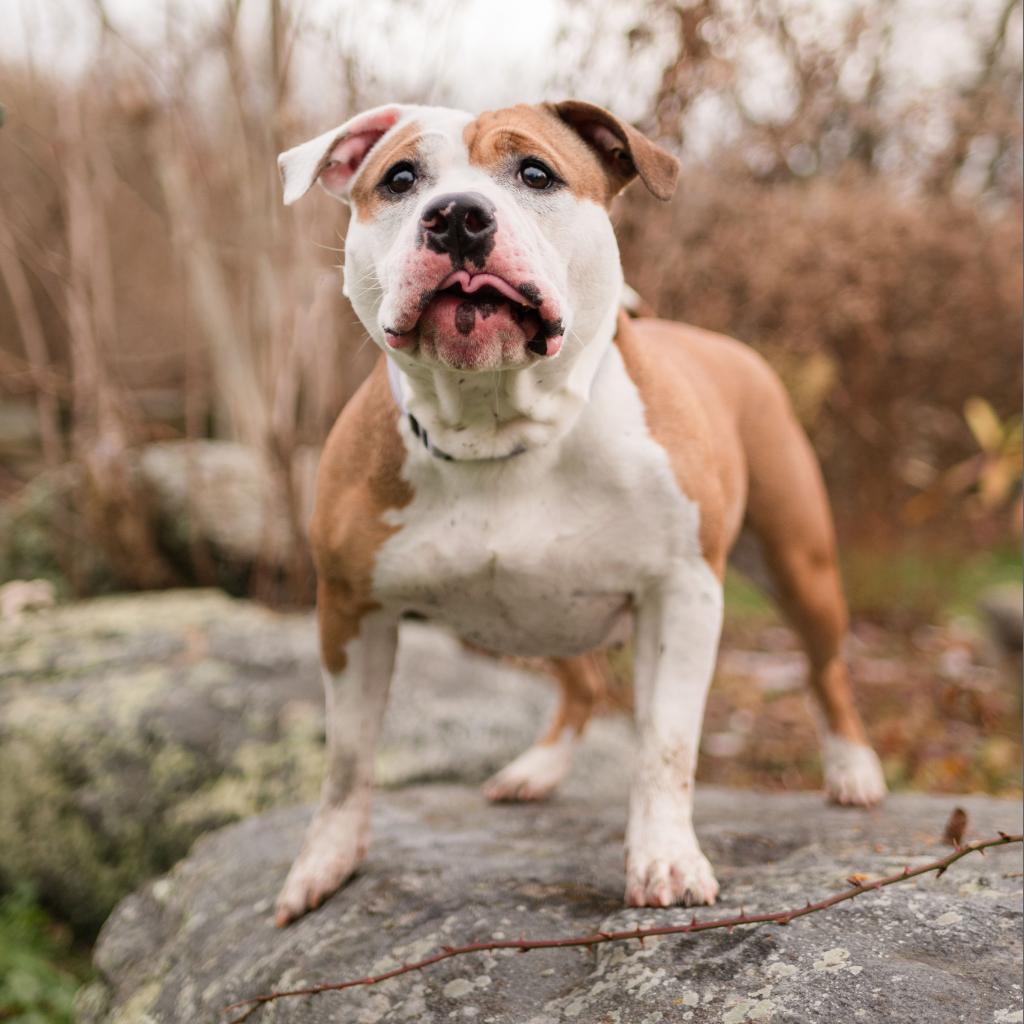 Kay, a Adoptable Mixed Breed in Middletown, RI image 3/4