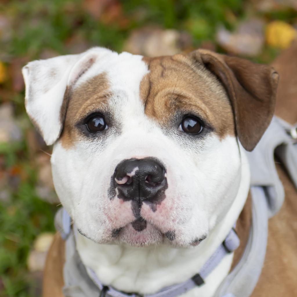 Kay, a Adoptable Mixed Breed in Middletown, RI image 4/4