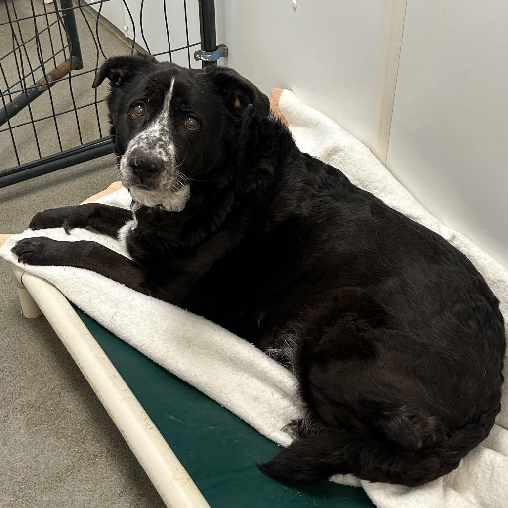 Enlarge Cdog aka CC, a Adoptable mixed breed in Rocky Mount, VA image 1/2