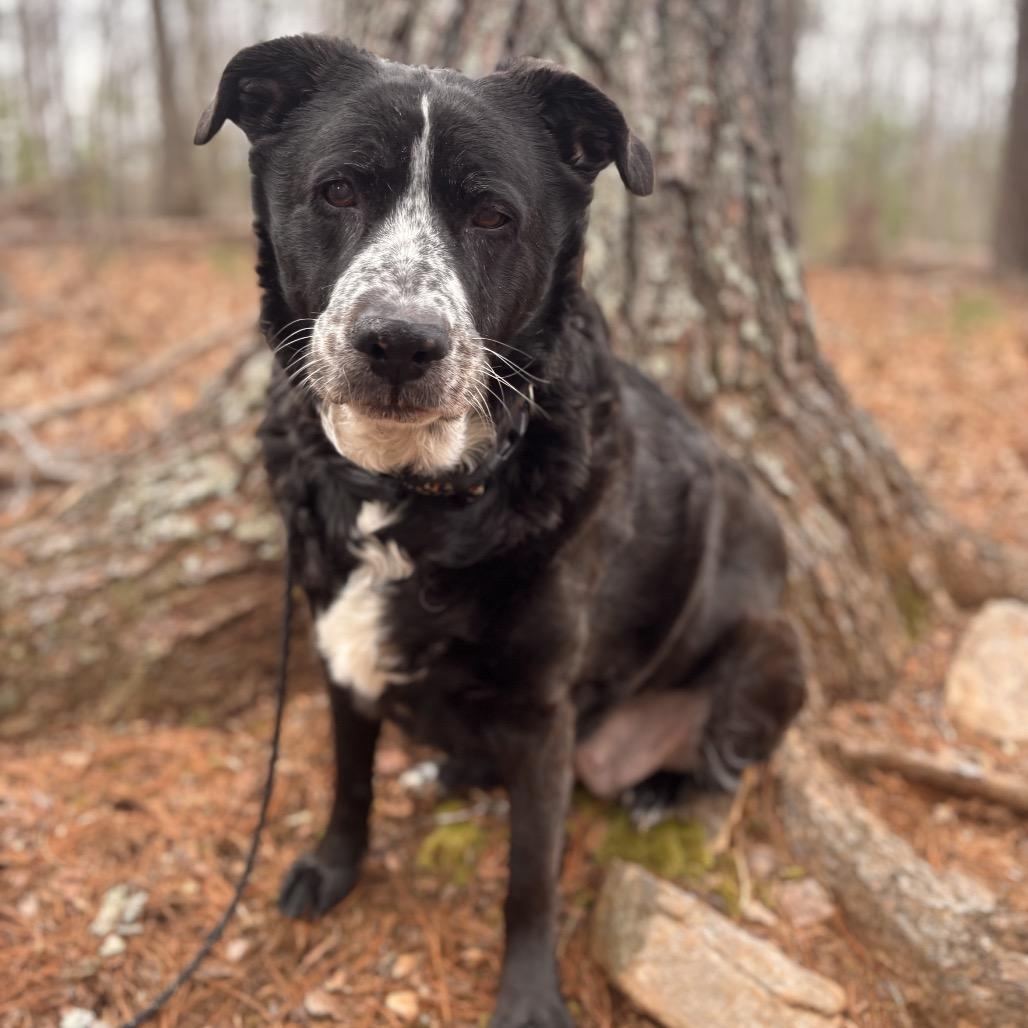 Enlarge Cdog aka CC, a Adoptable mixed breed in Rocky Mount, VA image 2/2