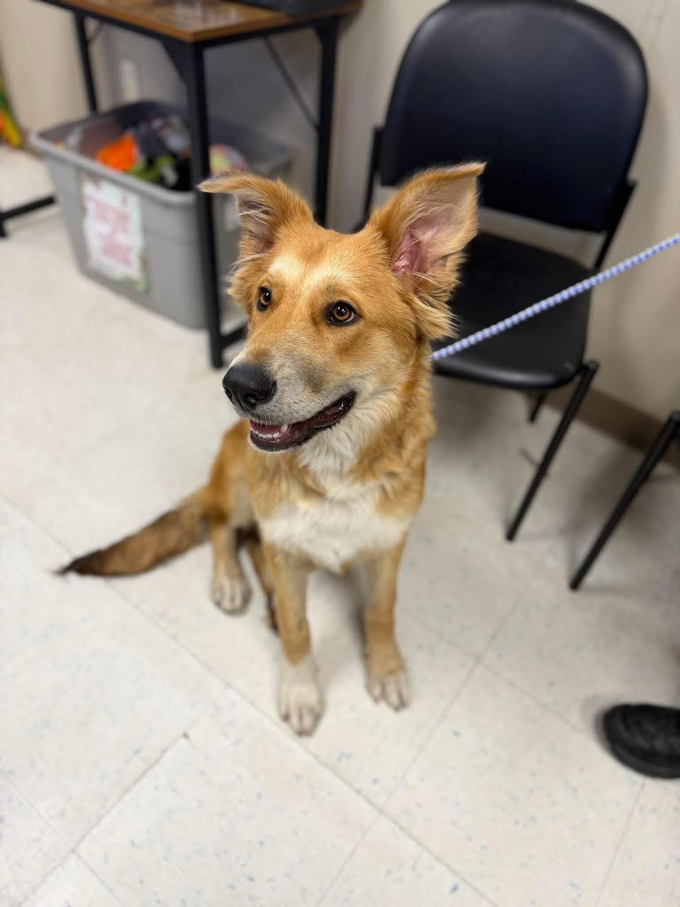 Enlarge Zeno, a ADOPTABLE mixed breed in Oakdale, CA image 1/1