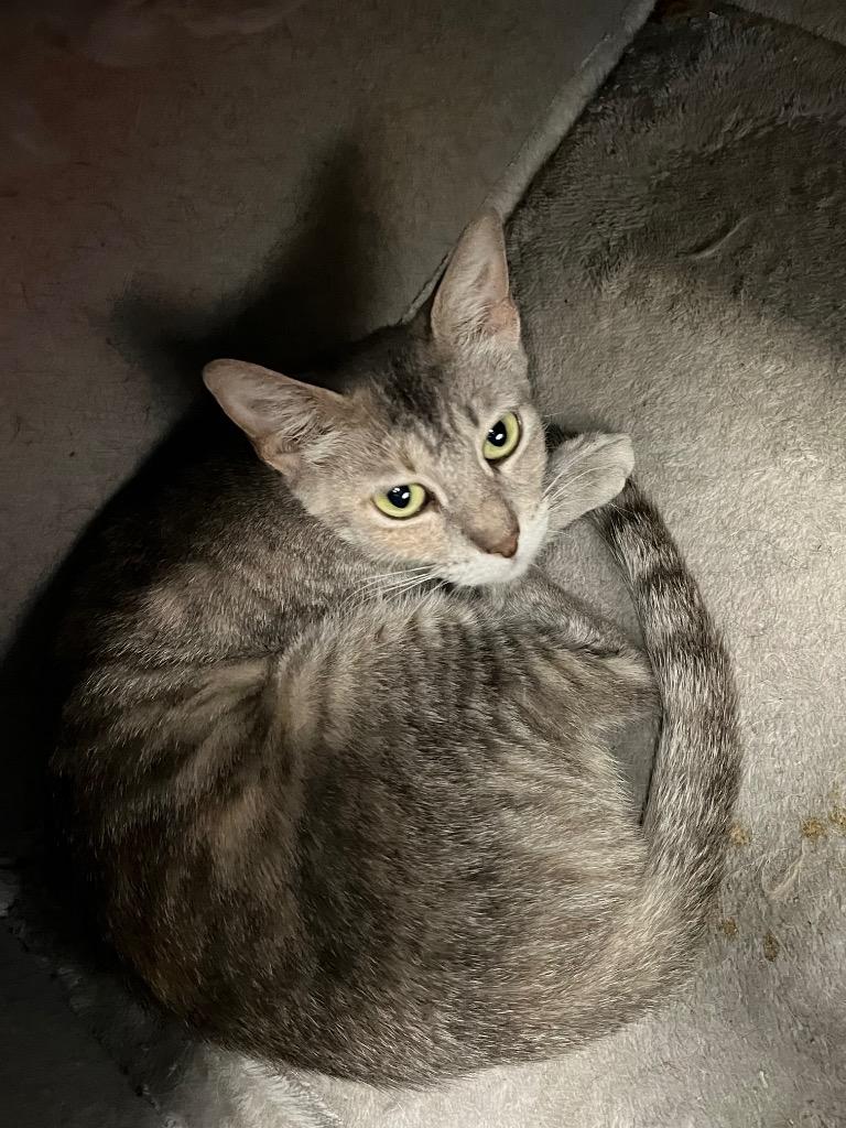 Ellie, Adoptable, Young Female Domestic Short Hair.