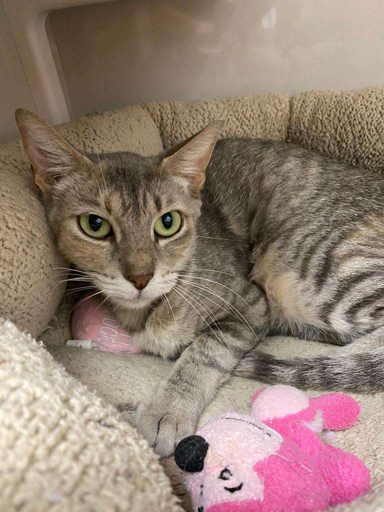 Enlarge Ellie, a Adoptable mixed breed in Corpus Christi, TX image 2/2