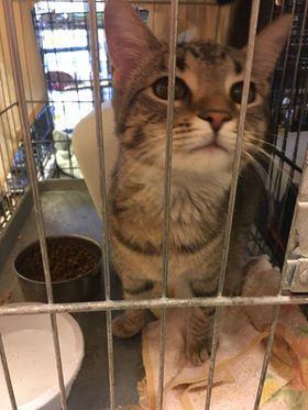 Loki, Adoptable, Adult Female Domestic Short Hair & Domestic Short Hair.