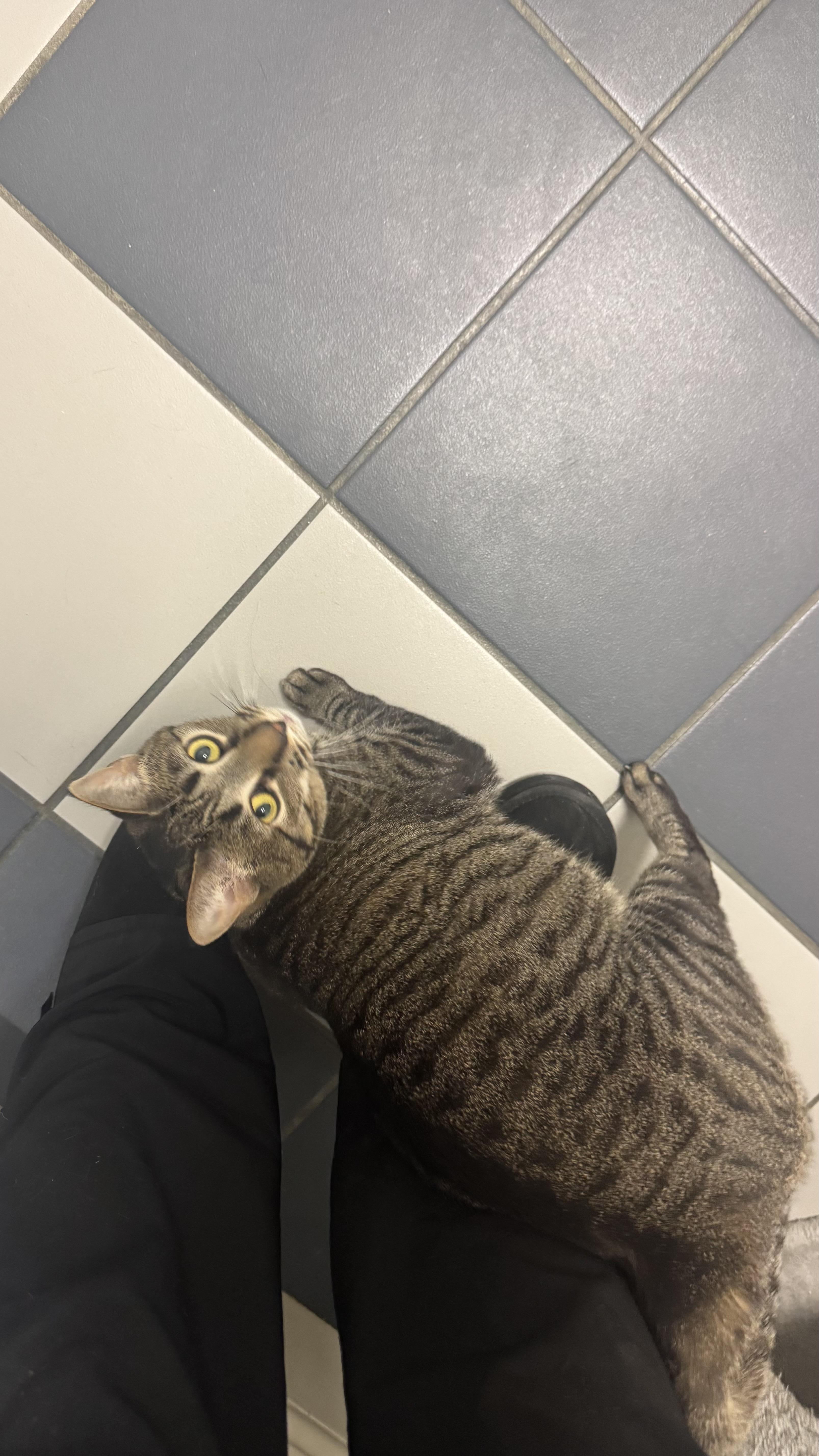 Enlarge Kitty , an adopted Domestic Short Hair in Fall River, MA image 5/5