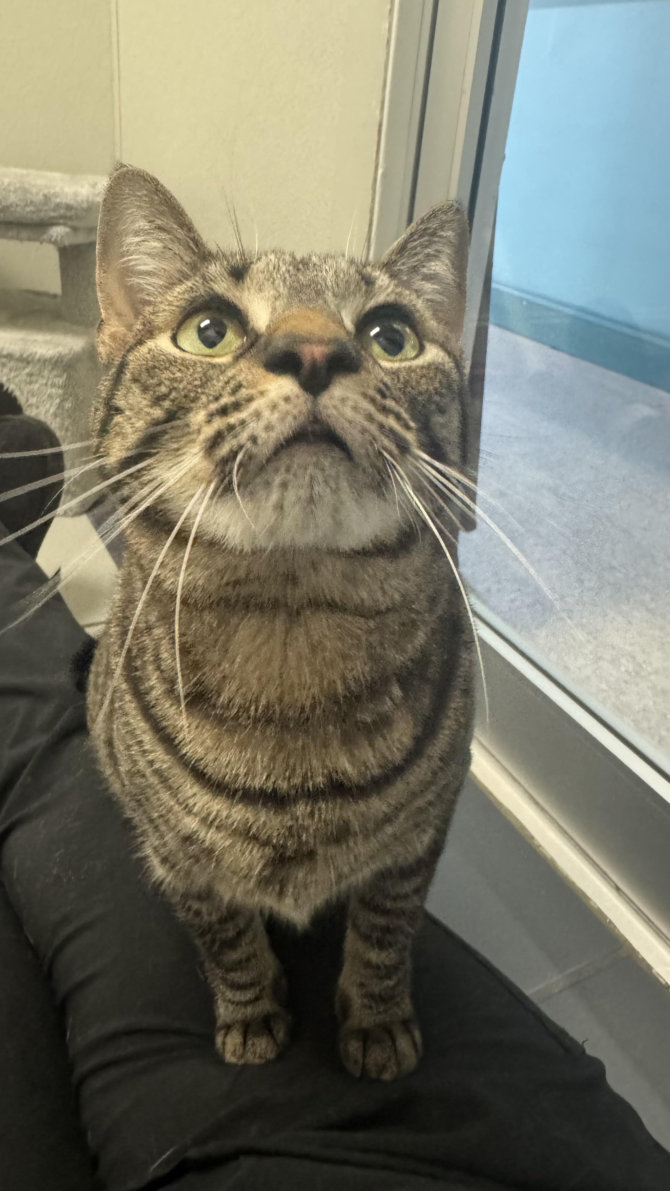 Enlarge Kitty , an adopted Domestic Short Hair in Fall River, MA image 3/5