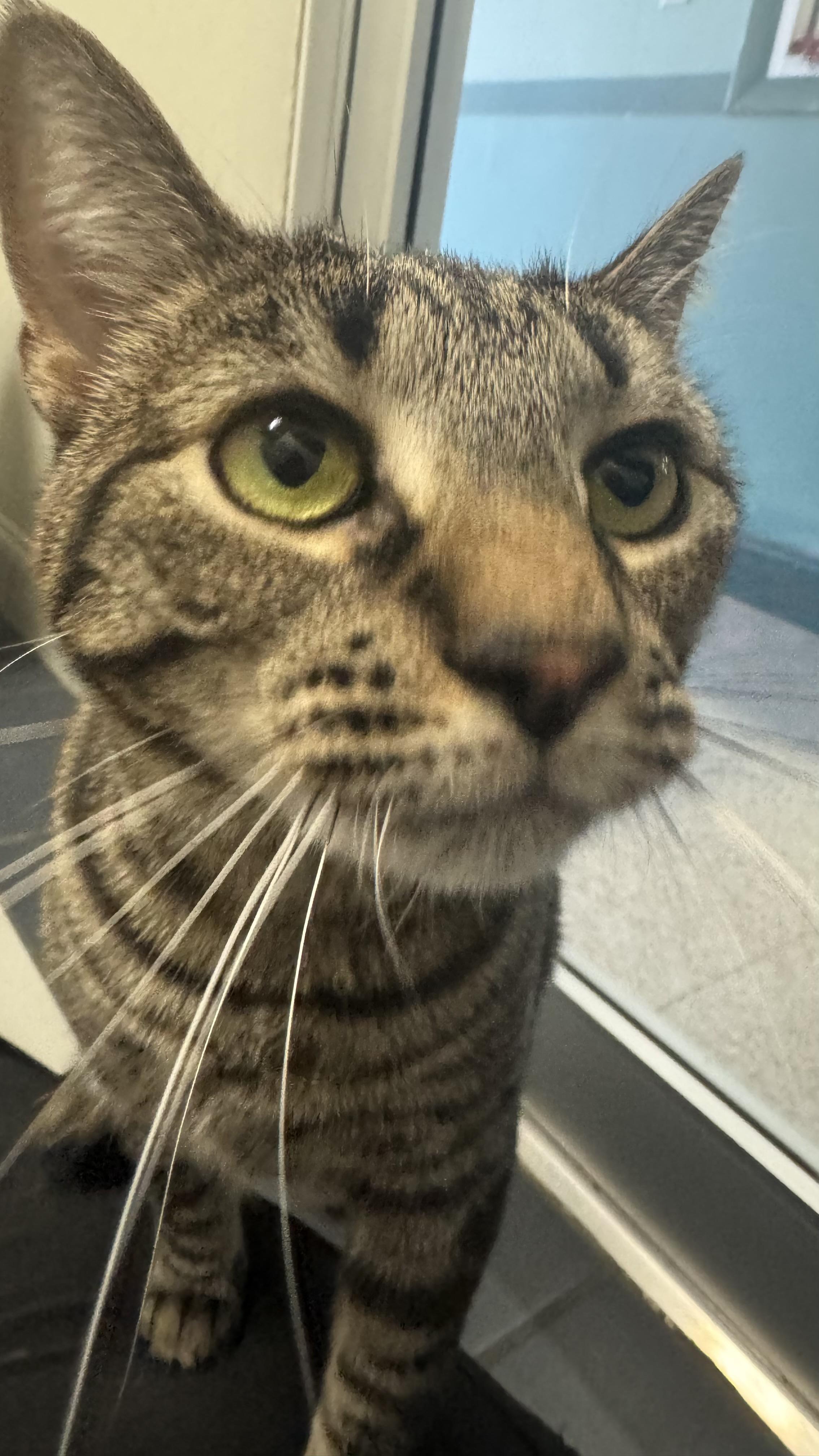 Enlarge Kitty , an adopted Domestic Short Hair in Fall River, MA image 4/5