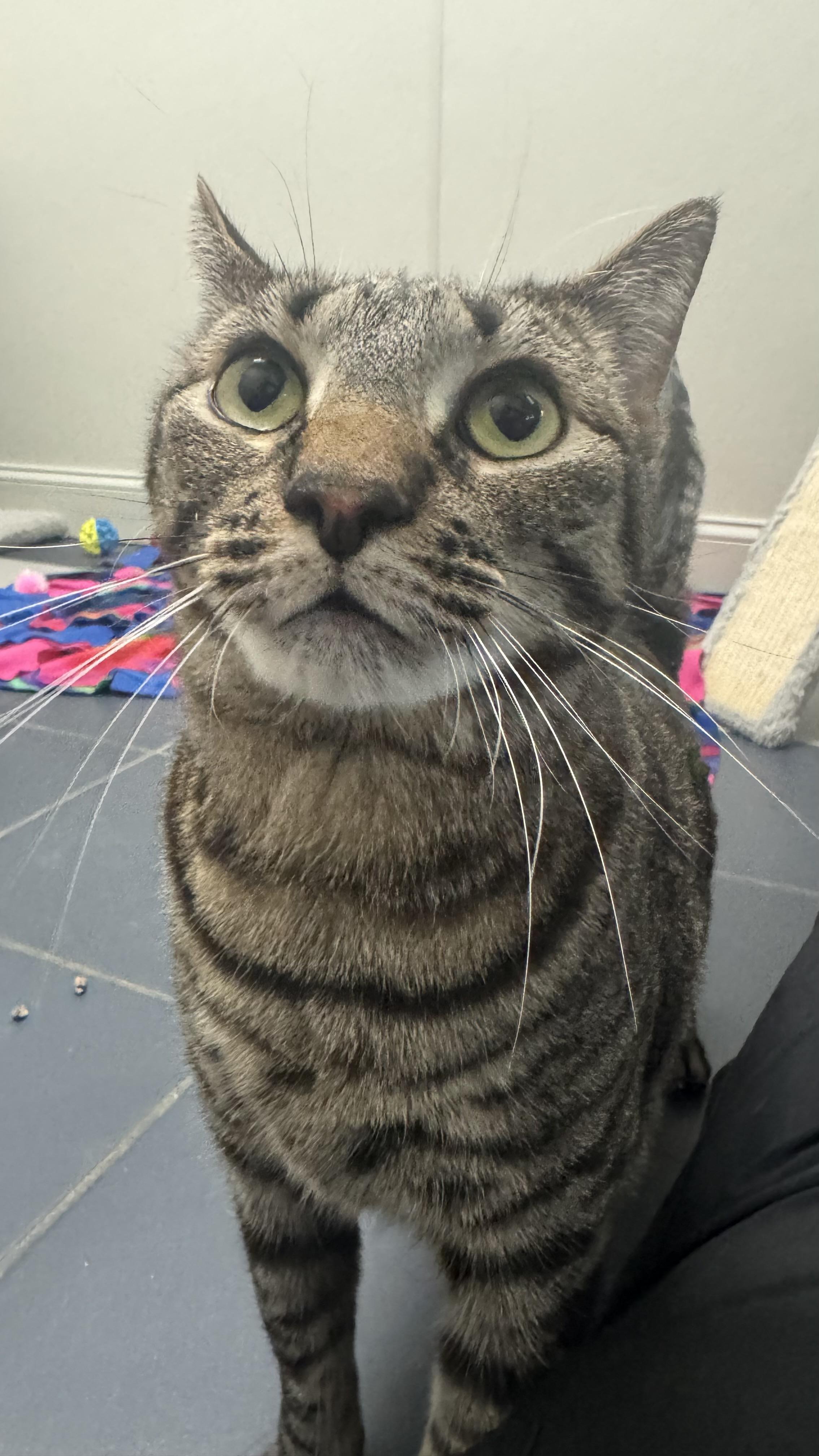 Enlarge Kitty , an adopted Domestic Short Hair in Fall River, MA image 1/5