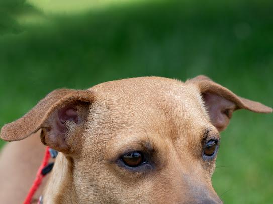 Stella