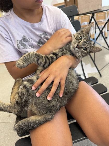 Enlarge Trout, a Adoptable mixed breed in Berwick, PA image 1/2