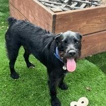Enlarge Zion, a Adoptable mixed breed in Sacramento, CA image 1/5