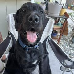 Enlarge Zion, a Adoptable mixed breed in Sacramento, CA image 3/5