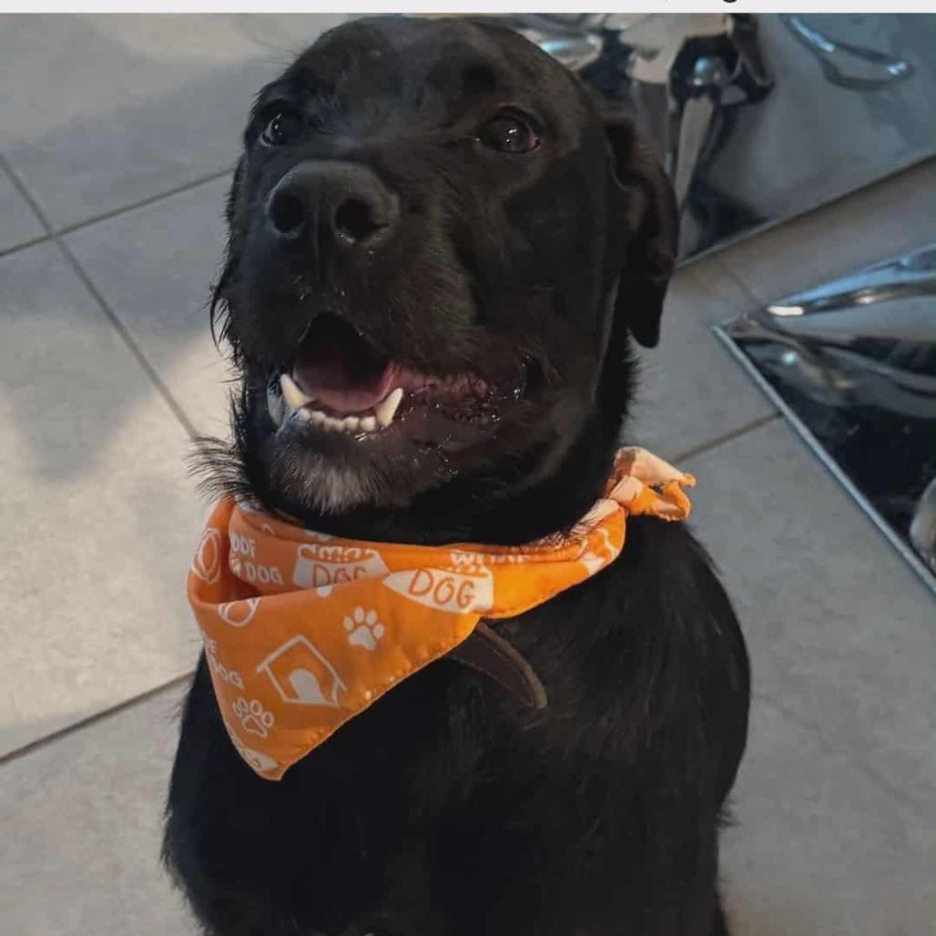 Enlarge Zion, a Adoptable mixed breed in Sacramento, CA image 5/5