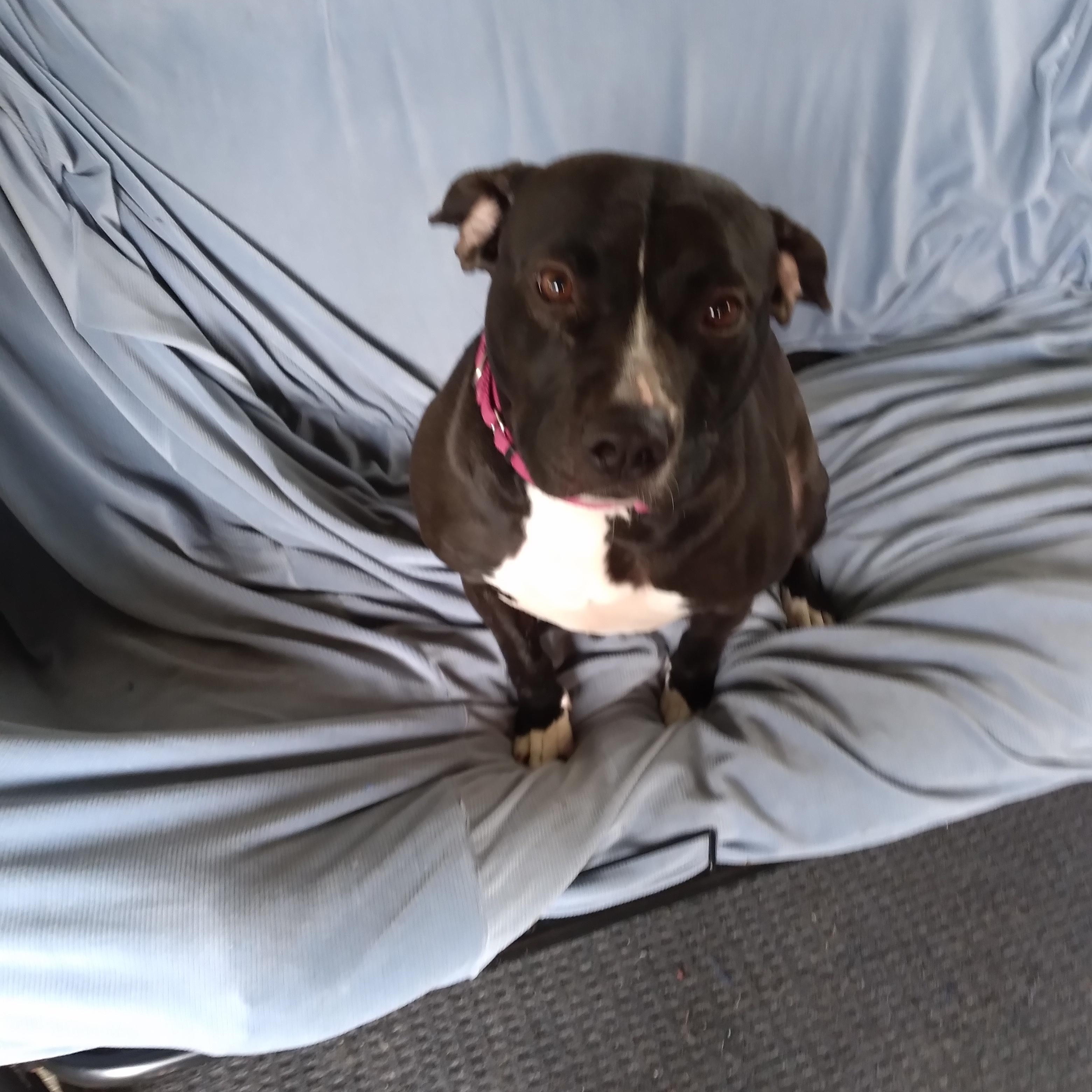 Enlarge Cassie, a Adoptable Pit Bull Terrier in Naperville, IL image 2/3