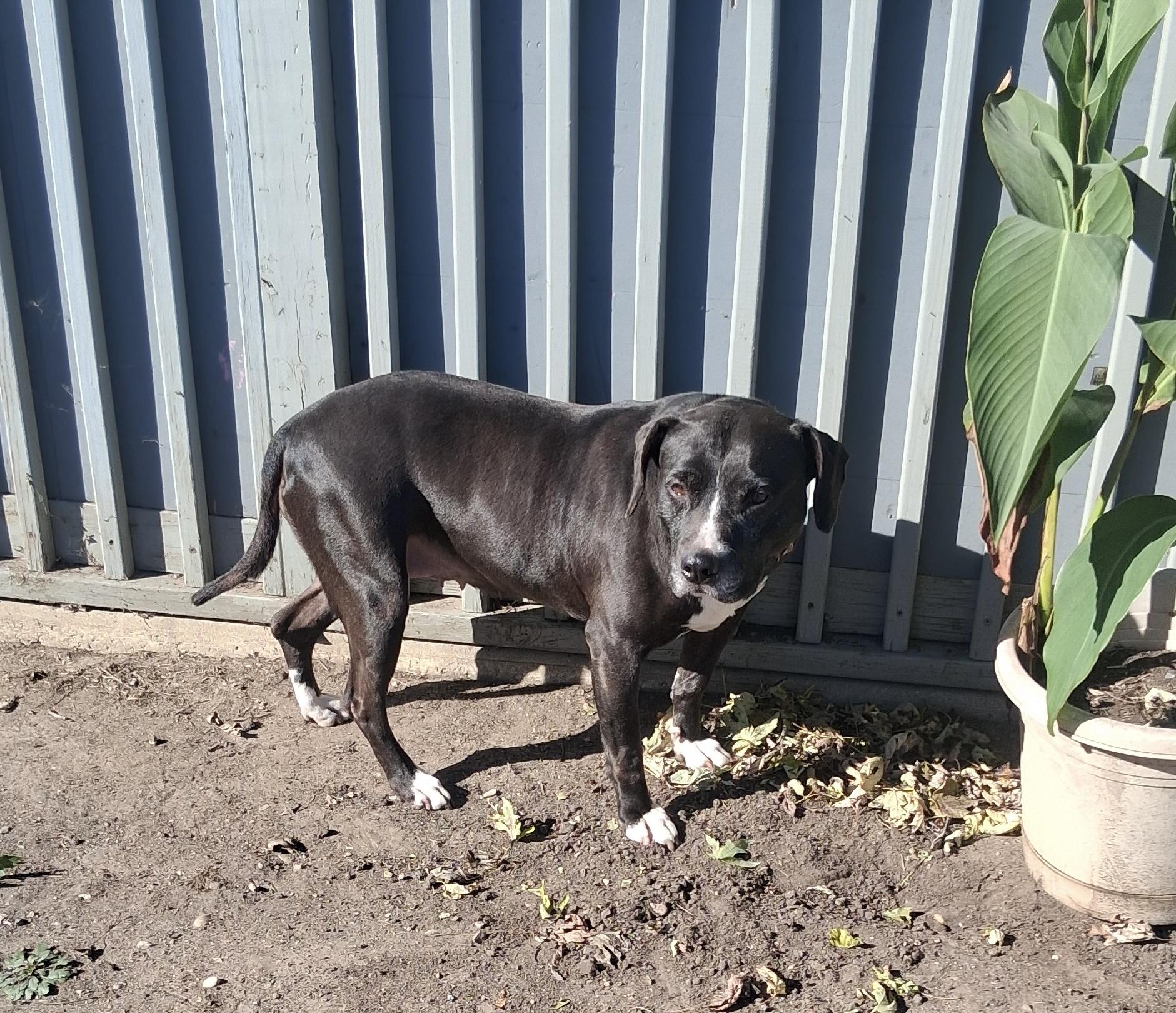 Enlarge Cassie, a Adoptable Pit Bull Terrier in Naperville, IL image 3/3