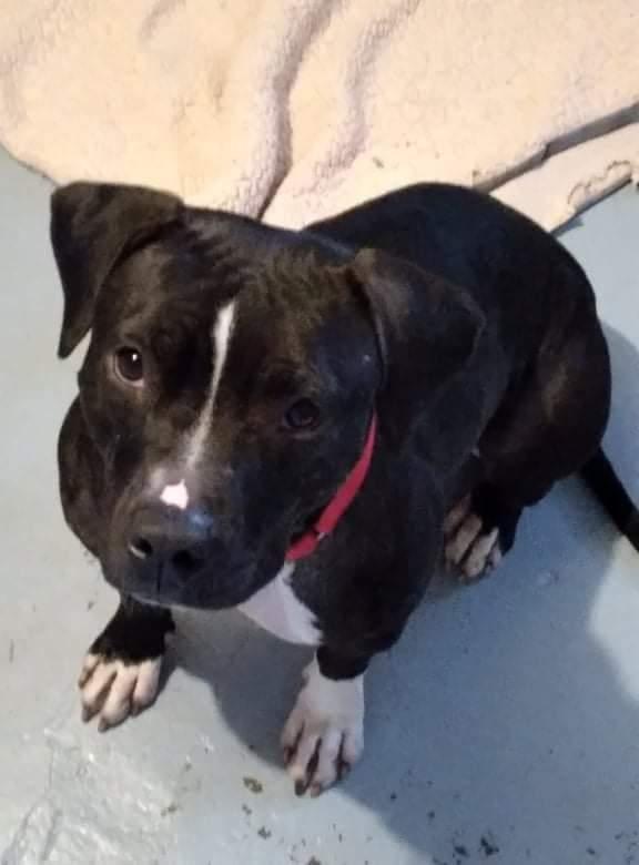 Enlarge Cassie, a Adoptable Pit Bull Terrier in Naperville, IL image 1/3