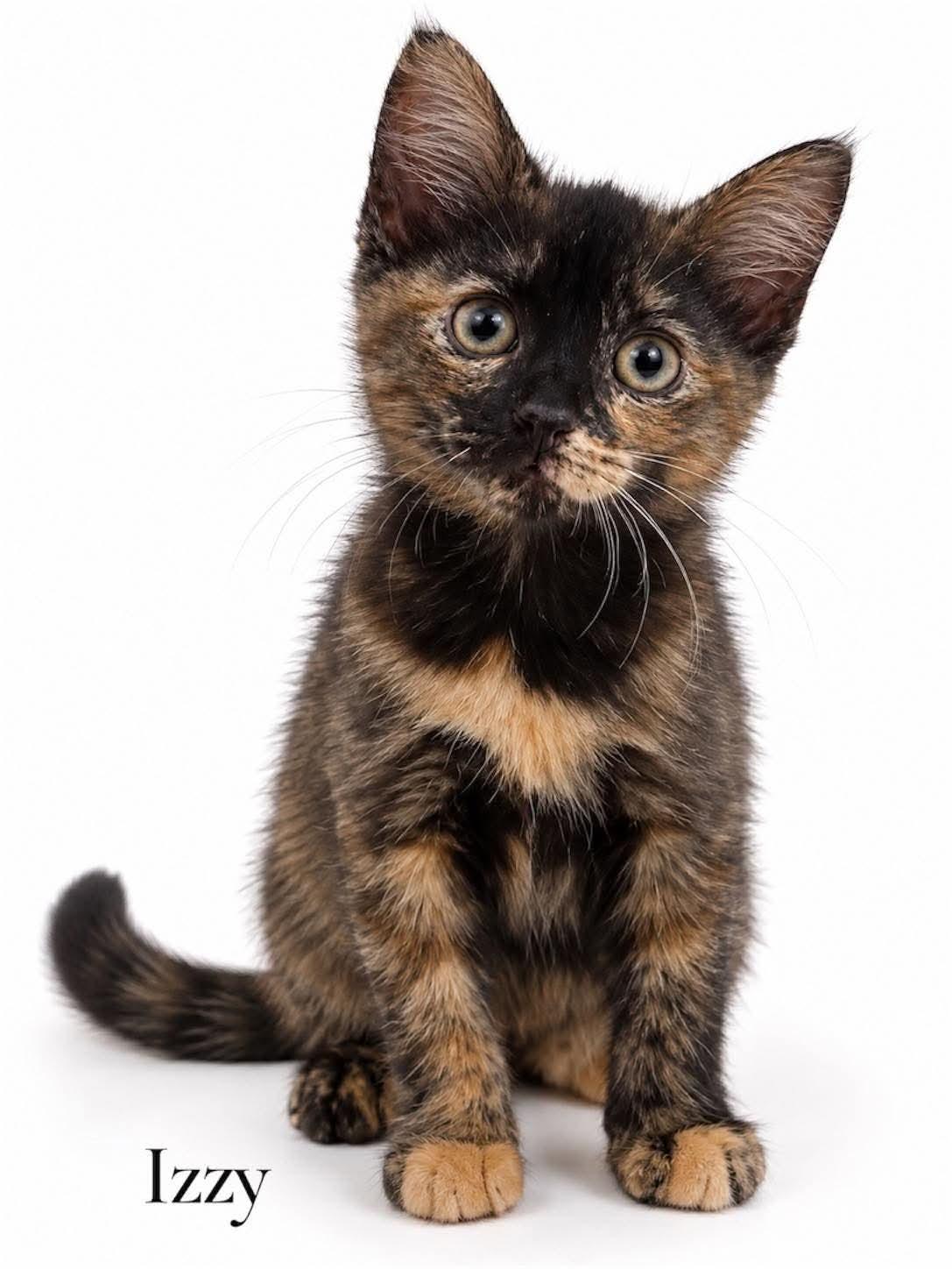 Izzy, Adoptable, Kitten Female Domestic Short Hair.