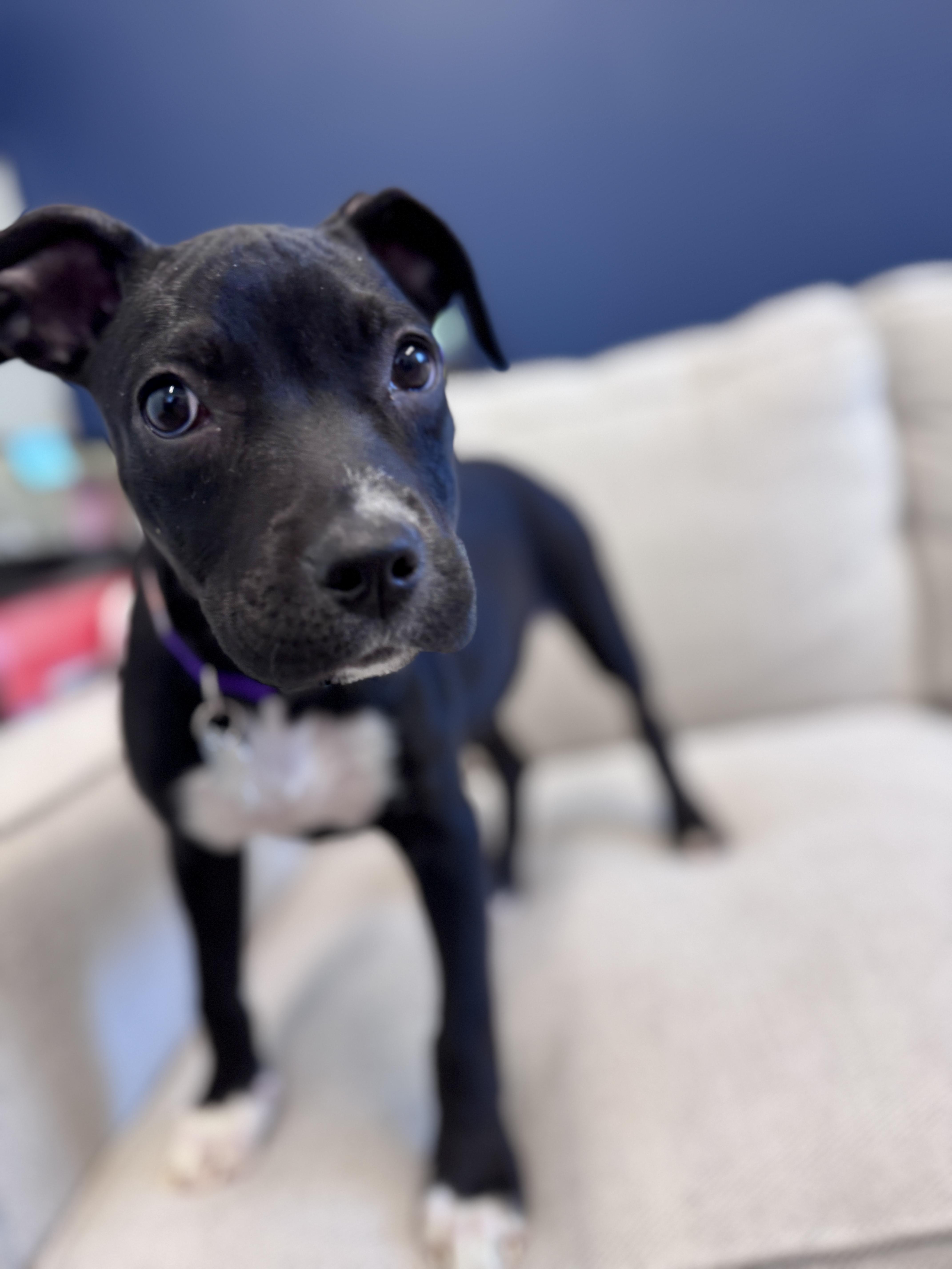 Vern, an adoptable mixed breed in Palatine, IL image 5/6