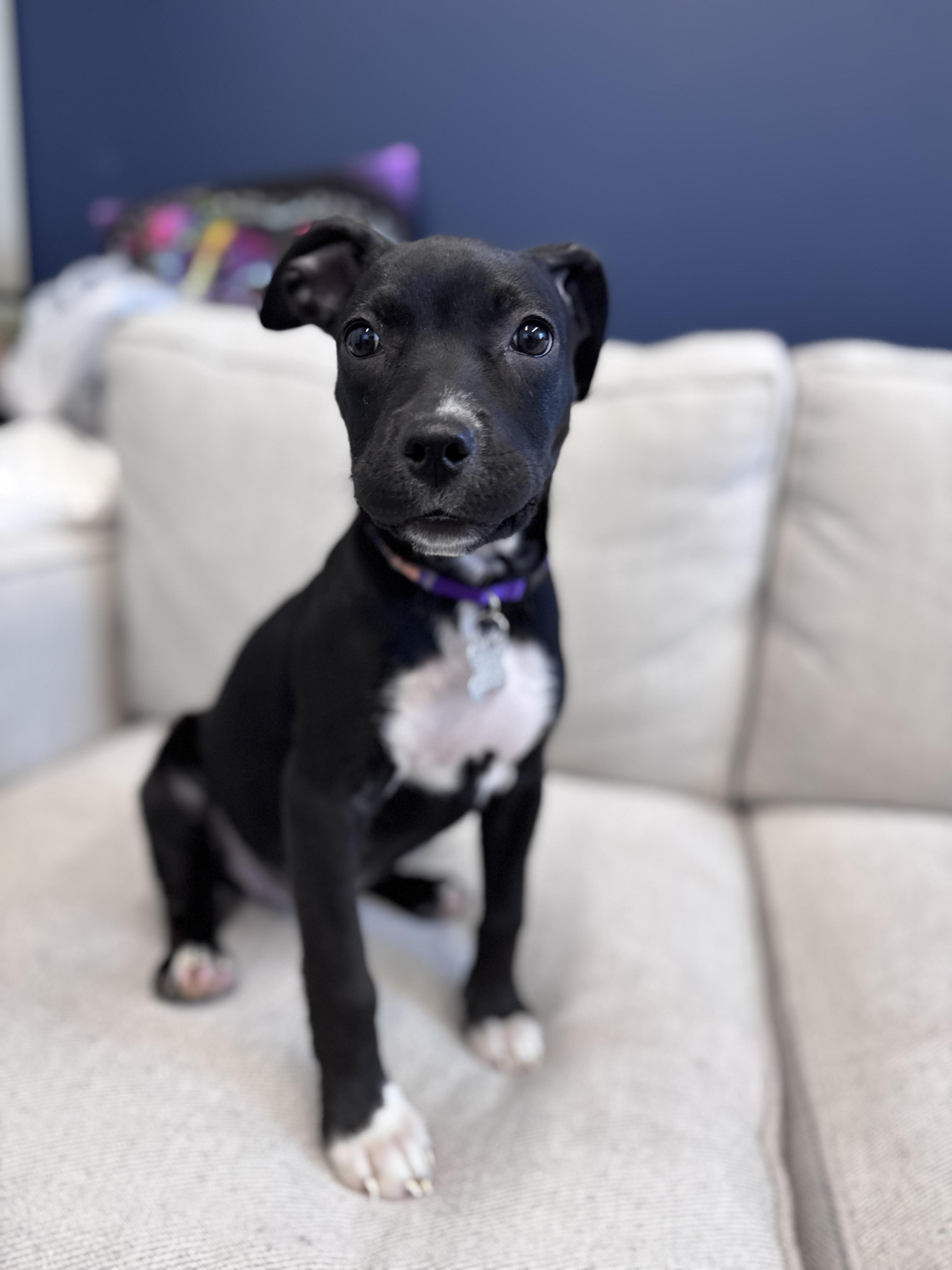 Vern, an adoptable mixed breed in Palatine, IL image 2/6