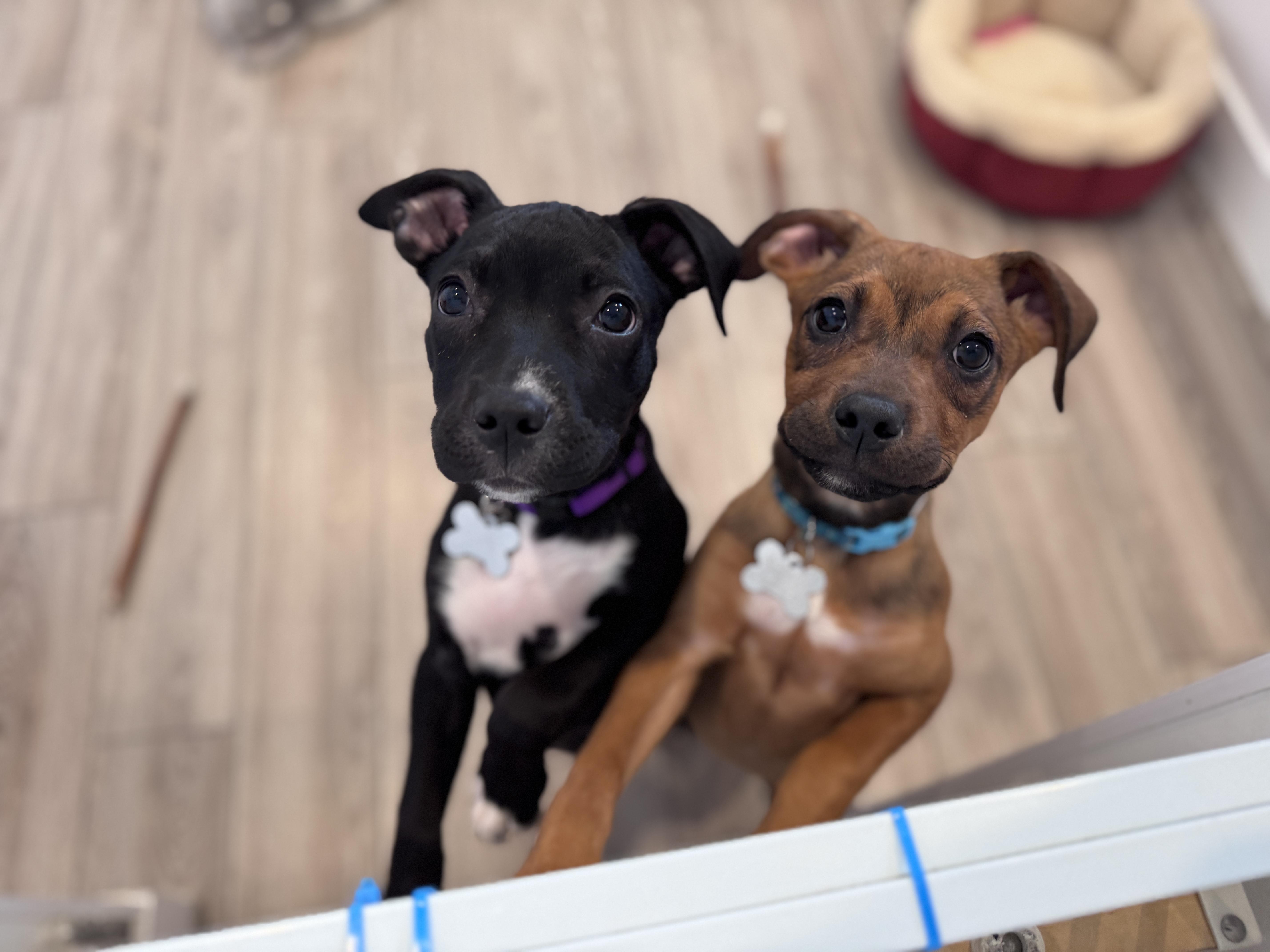 Vern, an adoptable mixed breed in Palatine, IL image 6/6