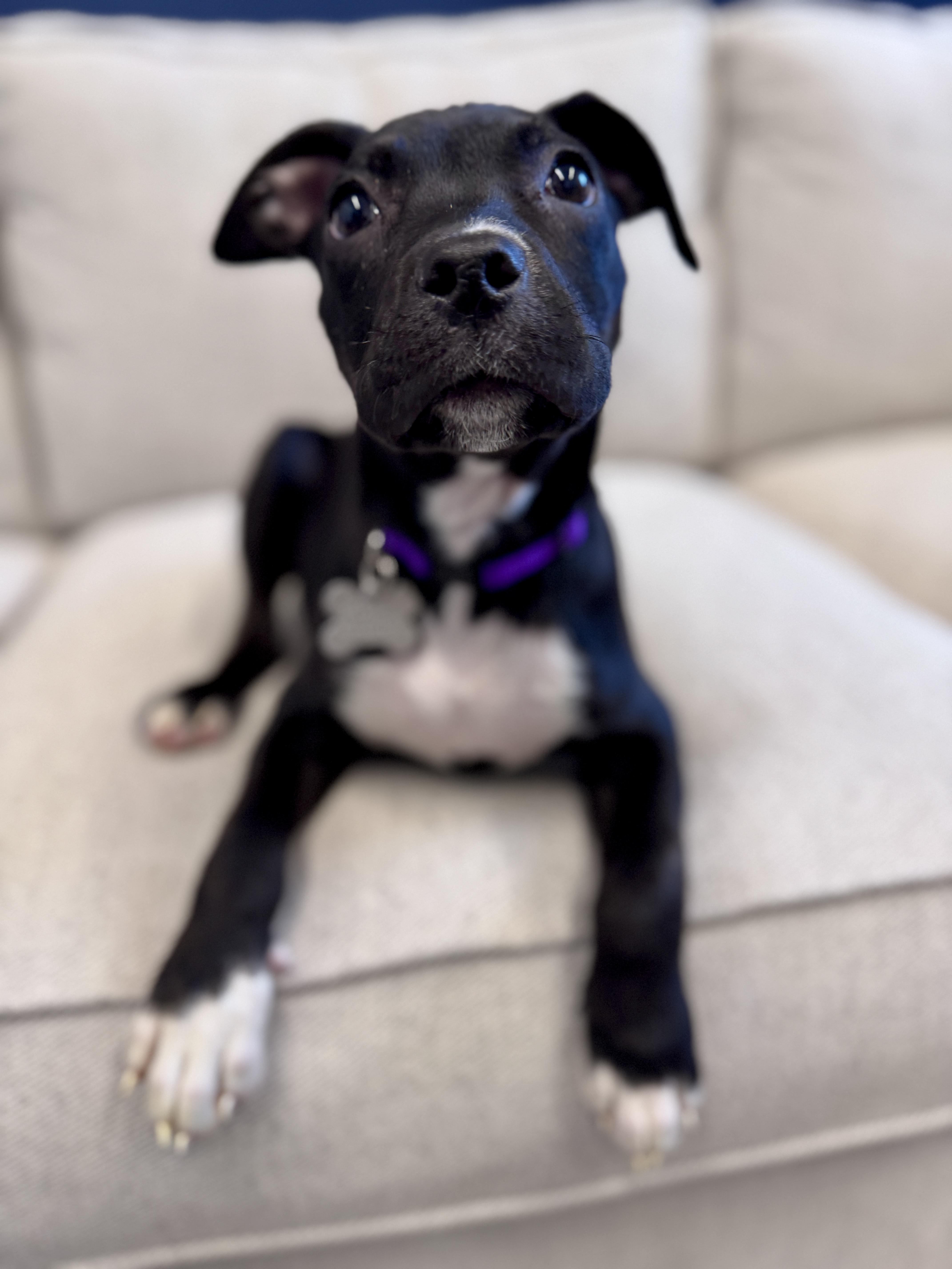 Vern, an adoptable mixed breed in Palatine, IL image 4/6