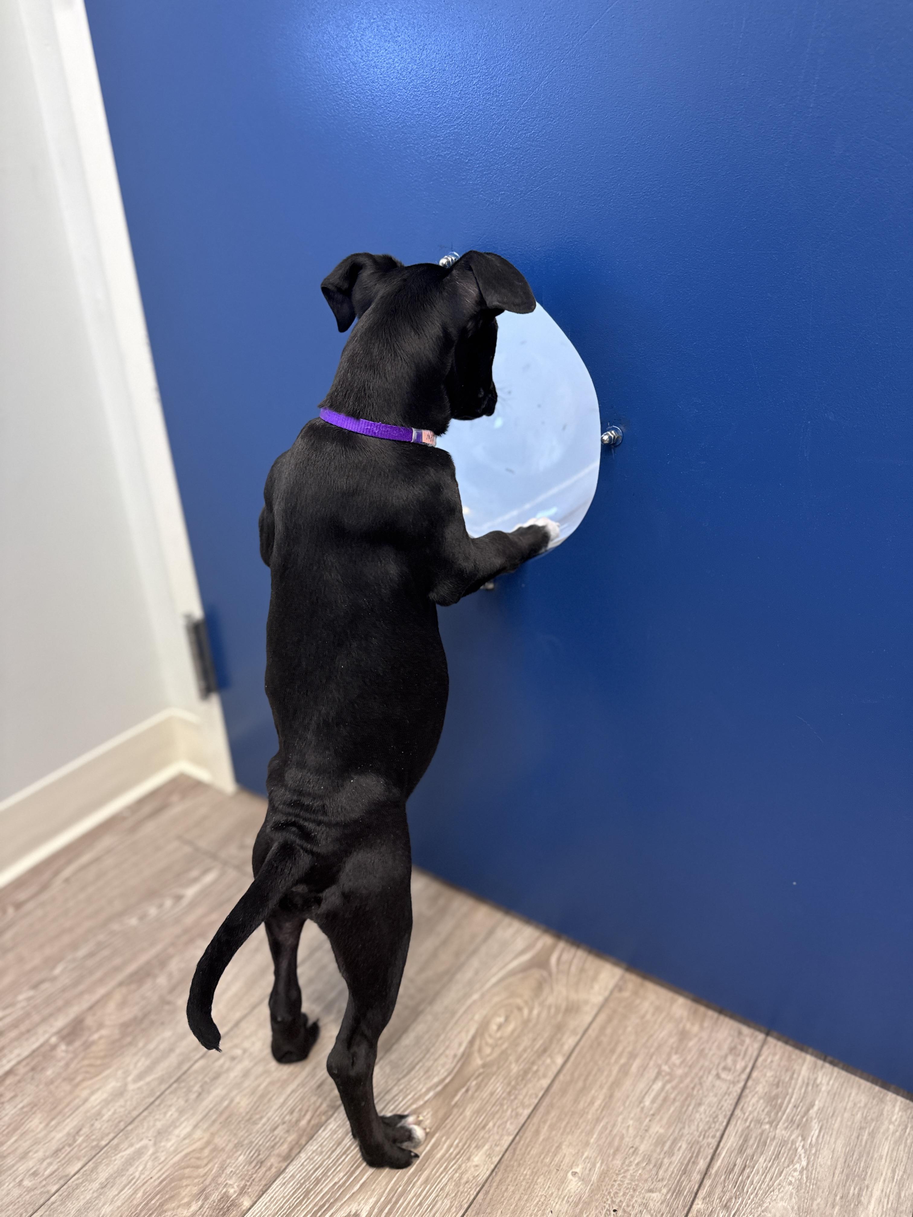 Vern, an adoptable mixed breed in Palatine, IL image 3/6