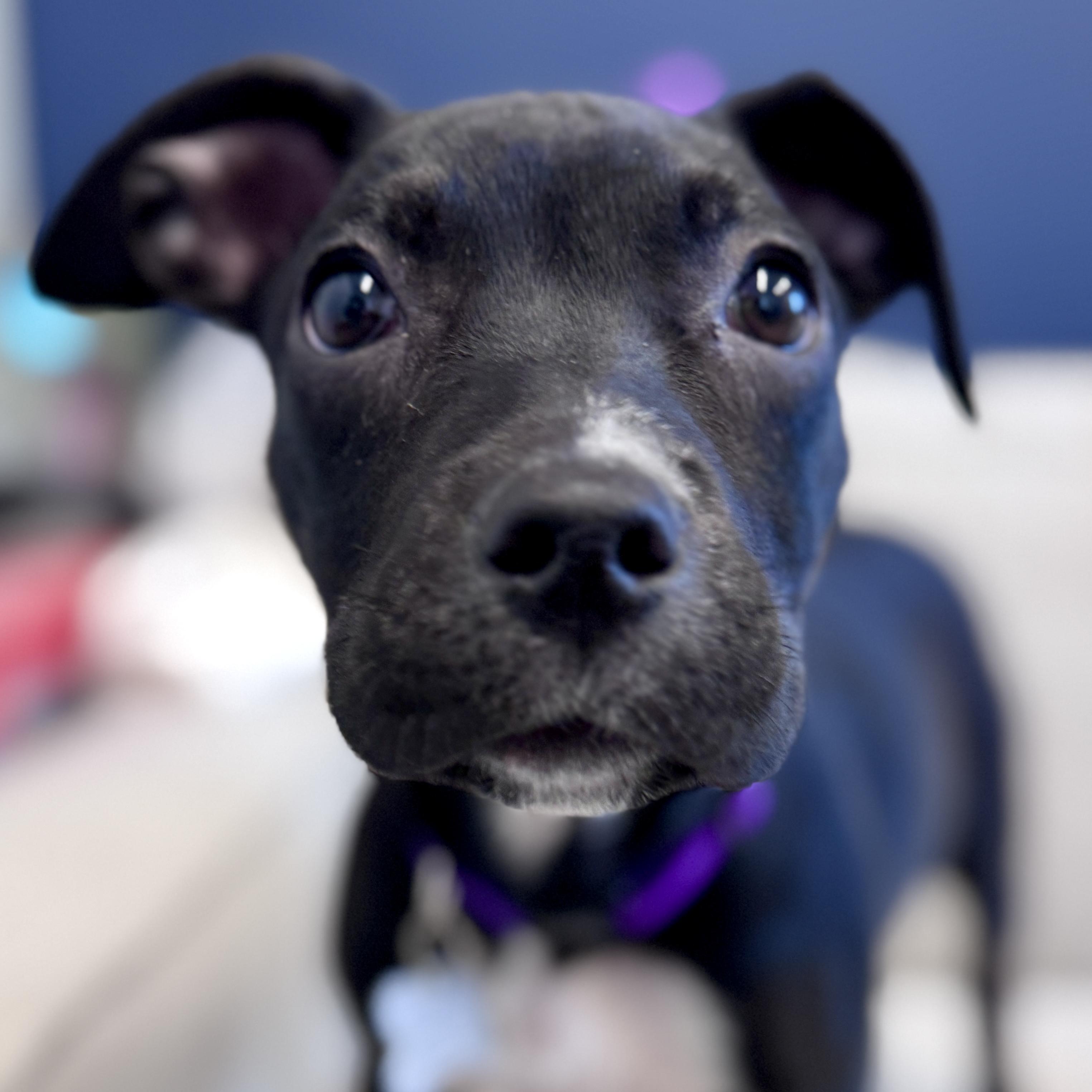 Vern, adoptable, Puppy Female Hound & Pit Bull Terrier.