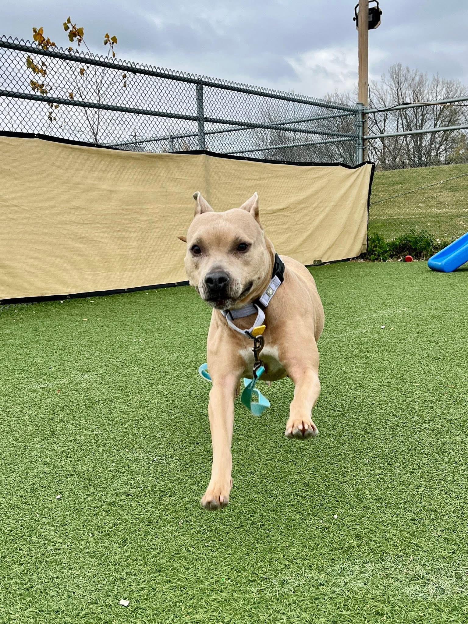 Enlarge Champagne Diamond, a Adoptable mixed breed in Cleveland, OH image 2/6