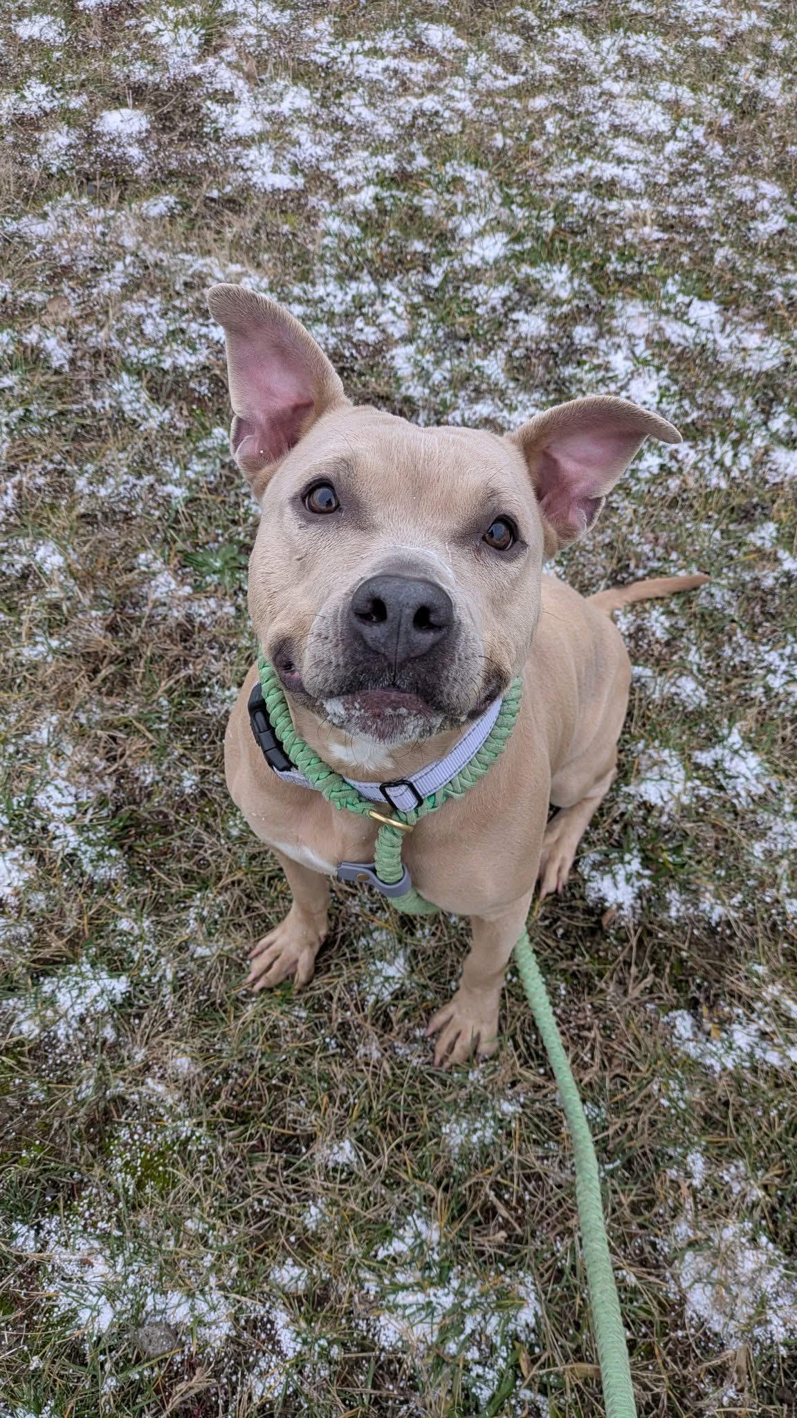 Enlarge Champagne Diamond, a Adoptable mixed breed in Cleveland, OH image 1/6