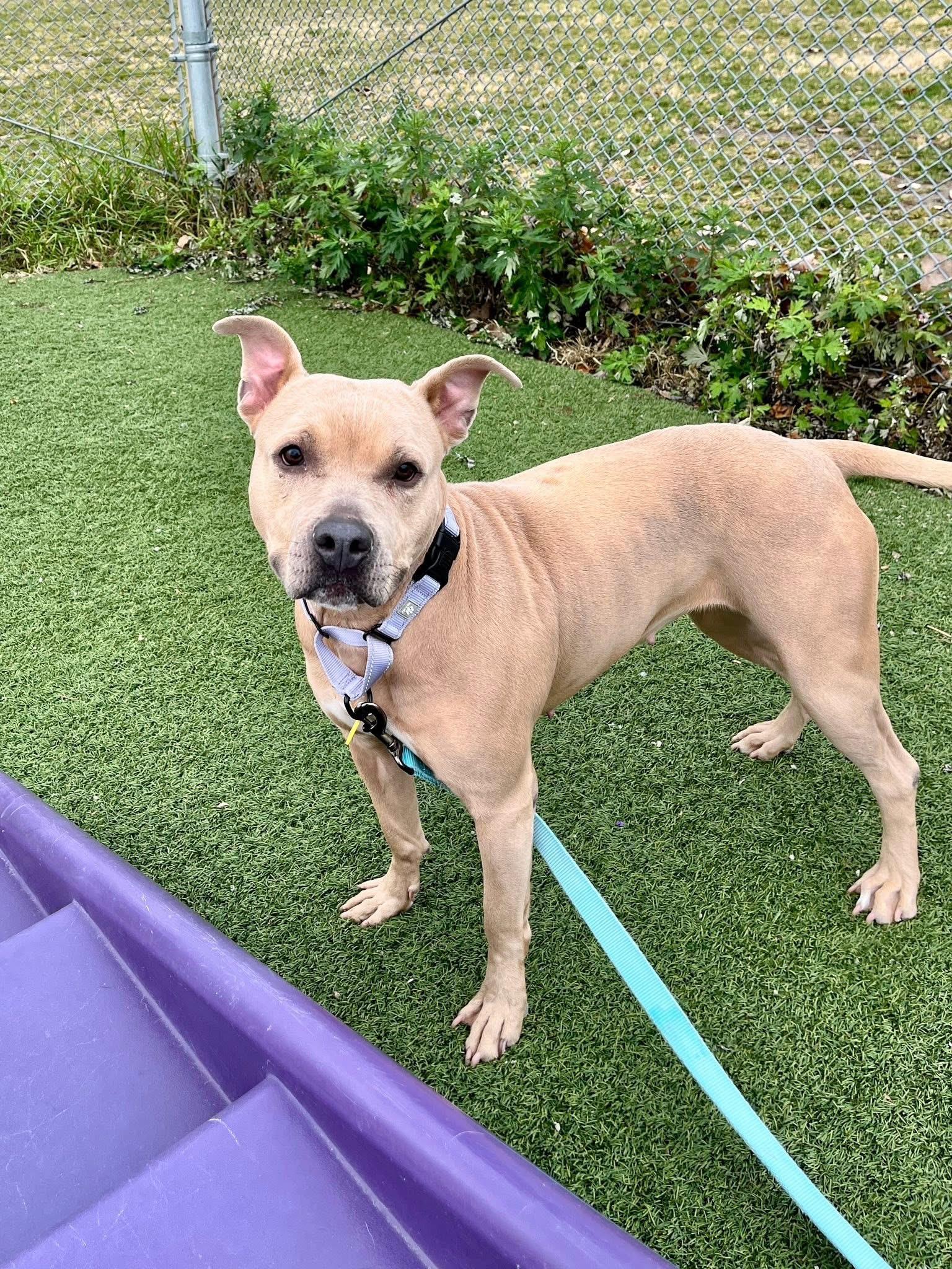 Enlarge Champagne Diamond, a Adoptable mixed breed in Cleveland, OH image 3/6