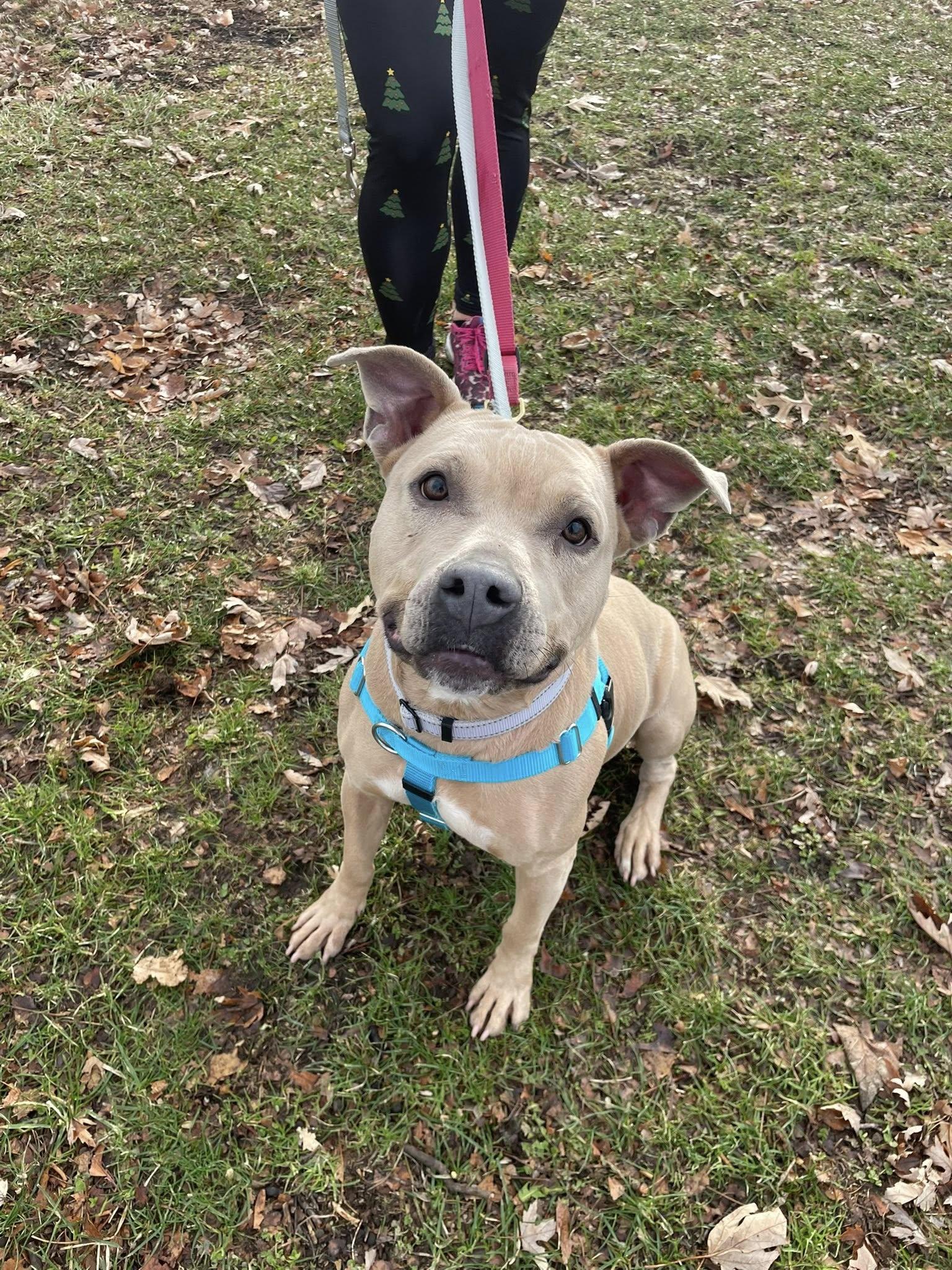 Enlarge Champagne Diamond, a Adoptable mixed breed in Cleveland, OH image 5/6