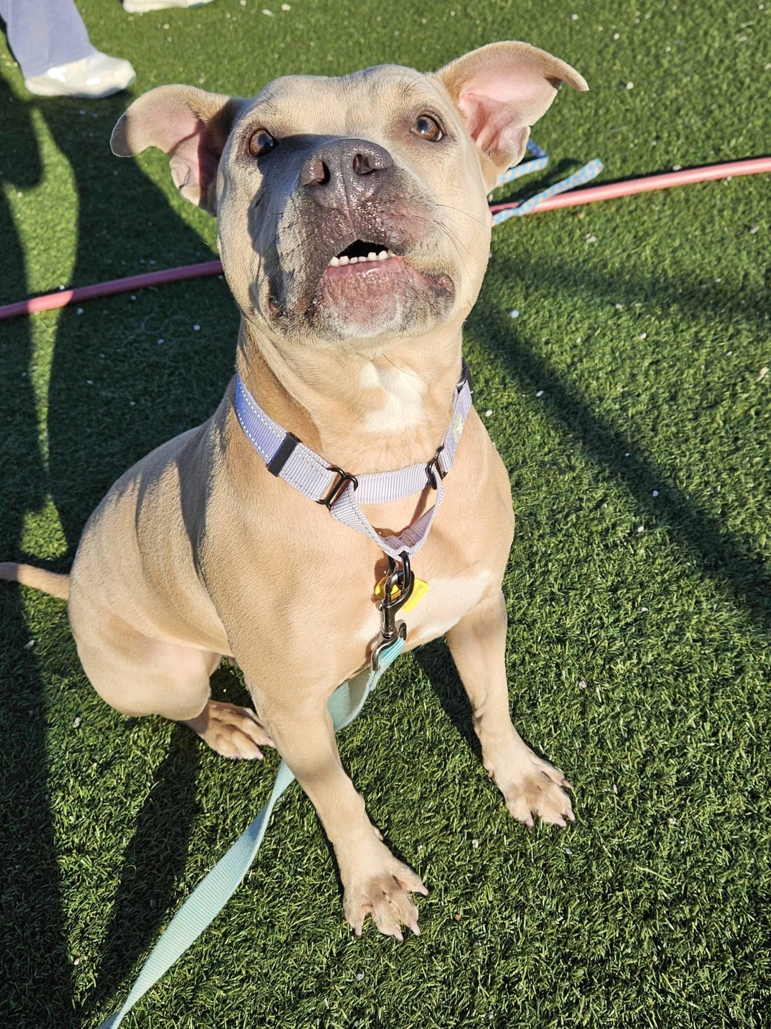 Enlarge Champagne Diamond, a Adoptable mixed breed in Cleveland, OH image 4/6