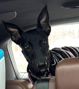 Batman, ADOPTABLE, Young Female Whippet.