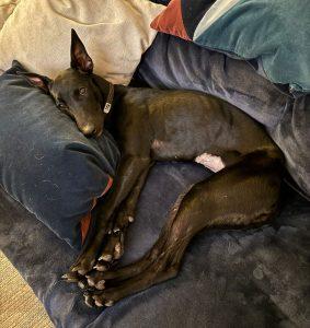 Enlarge Batman, an adopted mixed breed in King City, ON image 4/6