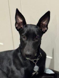 Enlarge Batman, an adopted mixed breed in King City, ON image 3/6