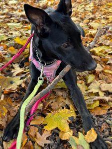 Enlarge Batman, an adopted mixed breed in King City, ON image 5/6