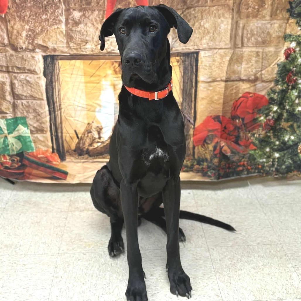 Black Beauty thumbnail 2