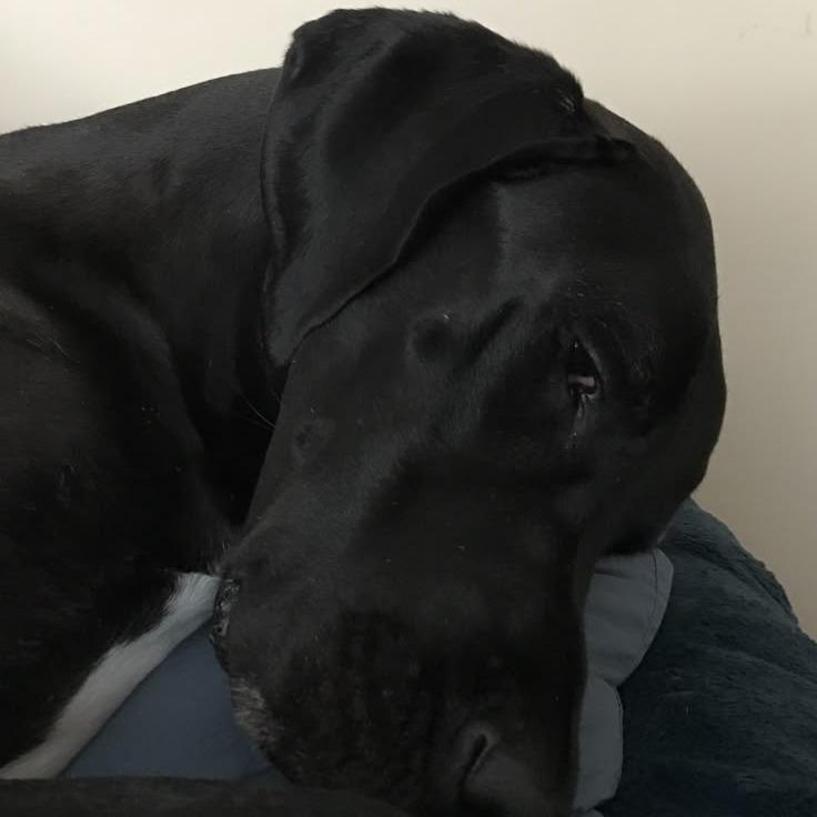 Black Beauty thumbnail 3