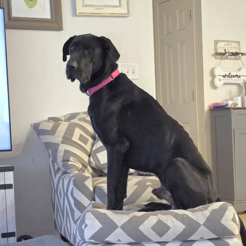 Black Beauty thumbnail 4