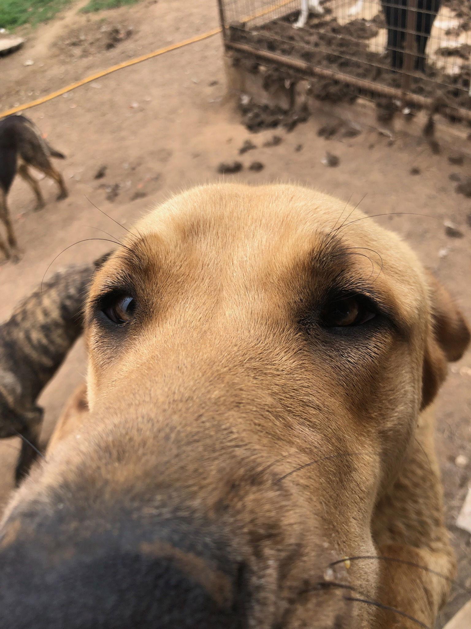 JEFF, Adoptable, Adult Male Labrador Retriever.